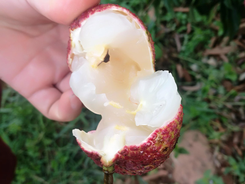 无核荔枝 Seedless lychee