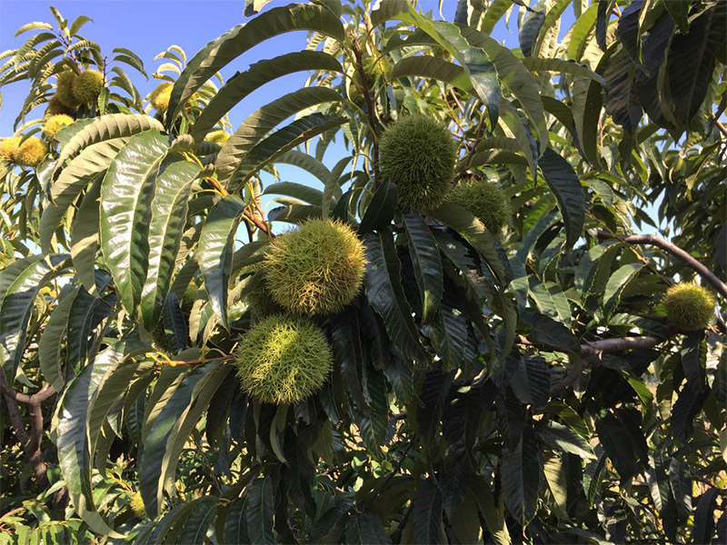板栗 chestnut