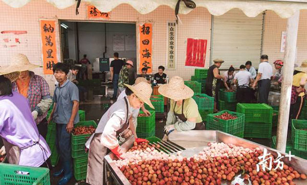 疫情之下，增产66.6%的400万亩广东荔枝如何卖出？