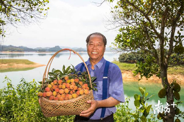 疫情之下，增产66.6%的400万亩广东荔枝如何卖出？